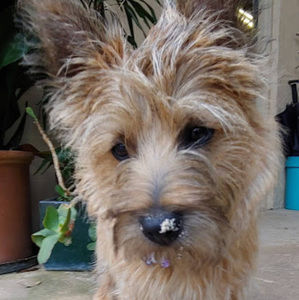 Meet your Posher, Annabelle